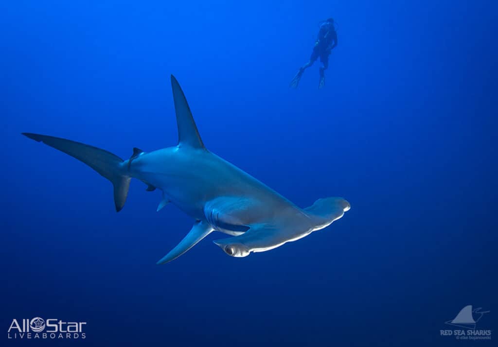 A hammerhead with a diver in the Deep South Red Sea, photographed by an All Star Scuba Scene passenger
